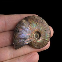 AMONIT Z OPALIZUJĄCĄ SKORUPĄ - 45 mm - 110 MLN LAT - MADAGASKAR