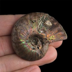 AMONIT Z OPALIZUJĄCĄ SKORUPĄ - 45 mm - 110 MLN LAT - MADAGASKAR