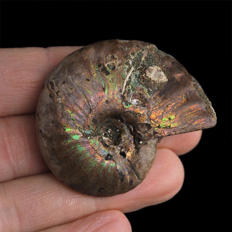 AMONIT Z OPALIZUJĄCĄ SKORUPĄ - 45 mm - 110 MLN LAT - MADAGASKAR