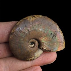AMONIT Z OPALIZUJĄCĄ SKORUPĄ - 51 mm - 110 MLN LAT - MADAGASKAR