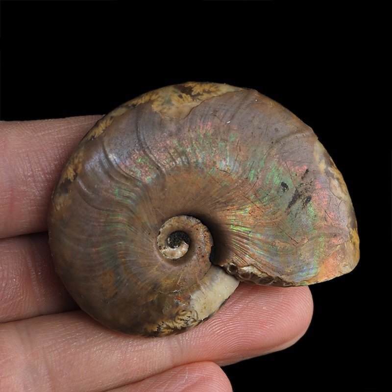AMONIT Z OPALIZUJĄCĄ SKORUPĄ - 51 mm - 110 MLN LAT - MADAGASKAR