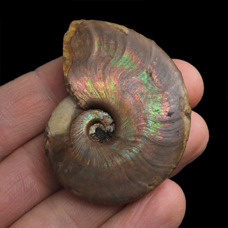 AMONIT Z OPALIZUJĄCĄ SKORUPĄ - 51 mm - 110 MLN LAT - MADAGASKAR