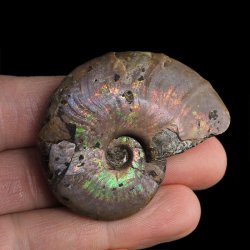 AMONIT Z OPALIZUJĄCĄ SKORUPĄ - 52 mm - 110 MLN LAT - MADAGASKAR