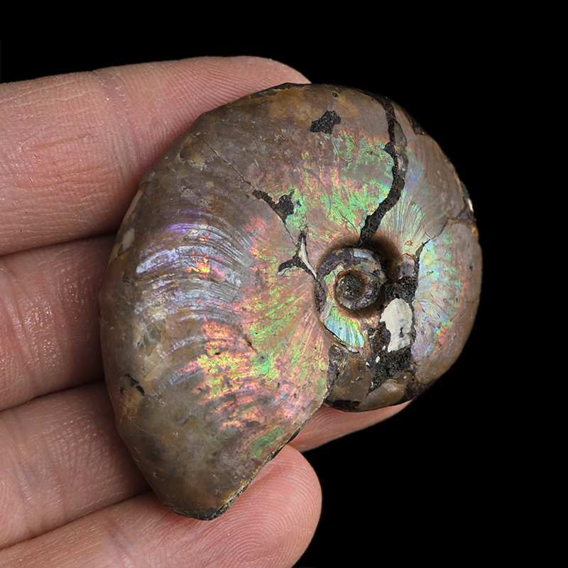 AMONIT Z OPALIZUJĄCĄ SKORUPĄ - 52 mm - 110 MLN LAT - MADAGASKAR