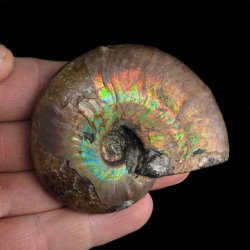 AMONIT Z OPALIZUJĄCĄ SKORUPĄ - 69 mm - 110 MLN LAT - MADAGASKAR