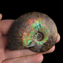 AMONIT Z OPALIZUJĄCĄ SKORUPĄ - 69 mm - 110 MLN LAT - MADAGASKAR
