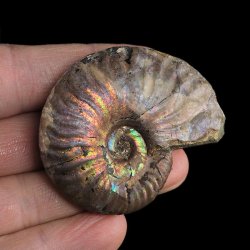 AMONIT Z OPALIZUJĄCĄ SKORUPĄ - 53 mm - 110 MLN LAT - MADAGASKAR