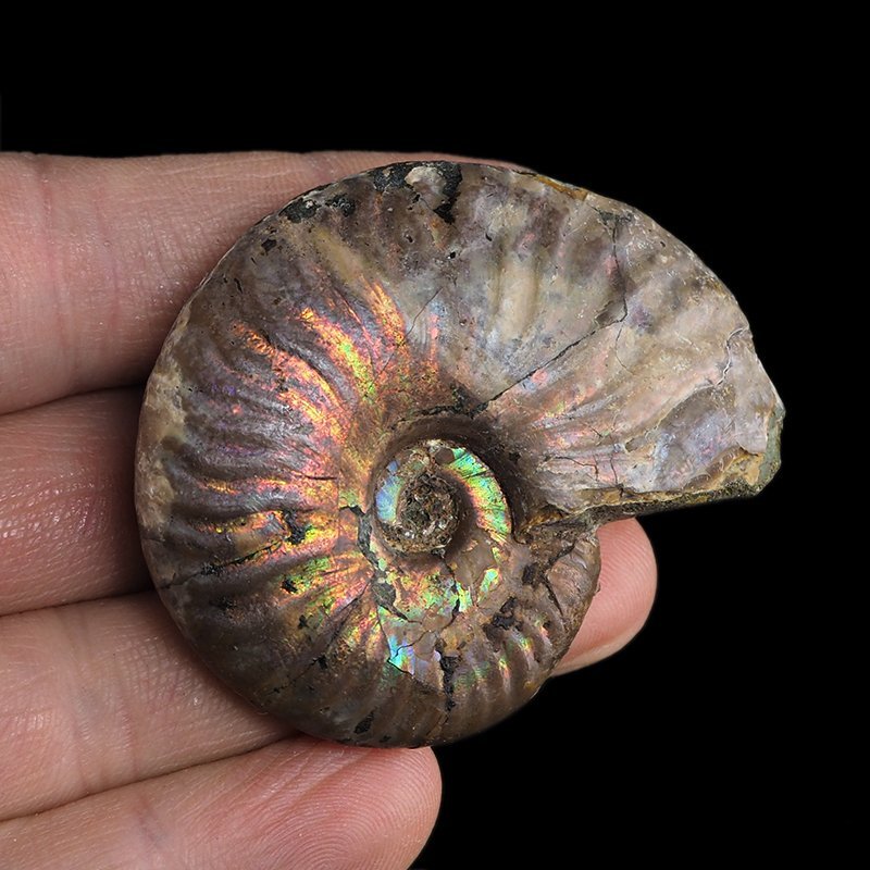AMONIT Z OPALIZUJĄCĄ SKORUPĄ - 53 mm - 110 MLN LAT - MADAGASKAR