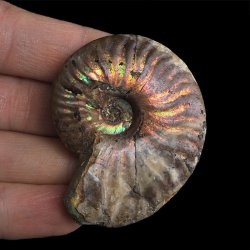 AMONIT Z OPALIZUJĄCĄ SKORUPĄ - 53 mm - 110 MLN LAT - MADAGASKAR