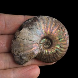 AMONIT Z OPALIZUJĄCĄ SKORUPĄ - 53 mm - 110 MLN LAT - MADAGASKAR