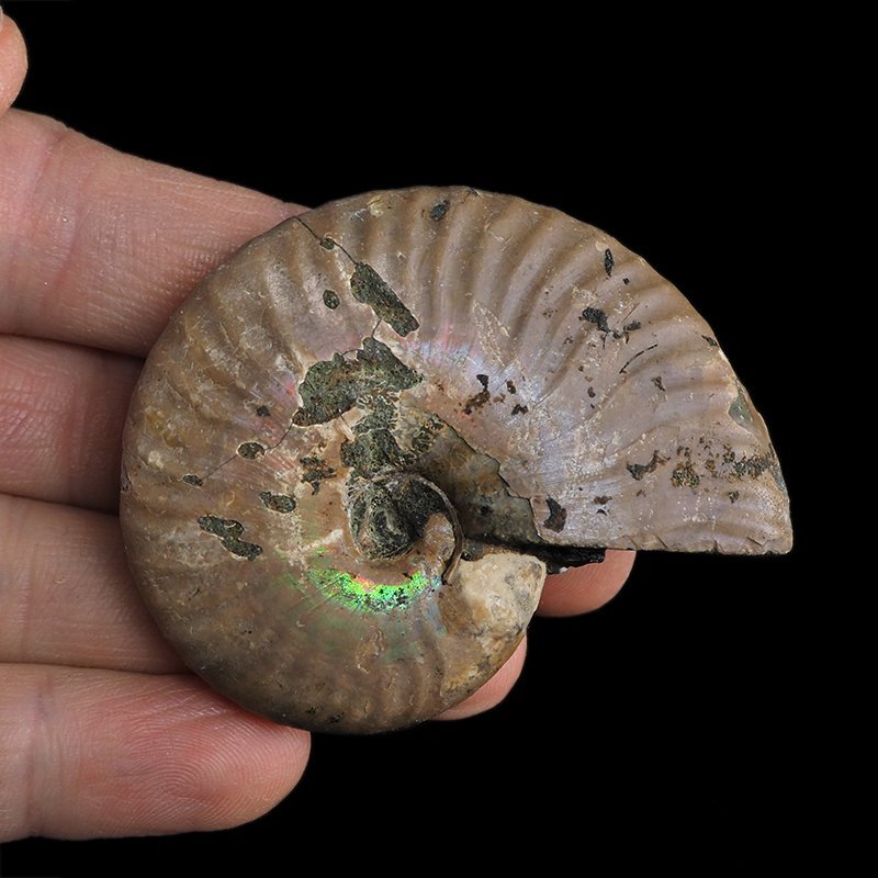 AMONIT Z OPALIZUJĄCĄ SKORUPĄ - 60 mm - 110 MLN LAT - MADAGASKAR