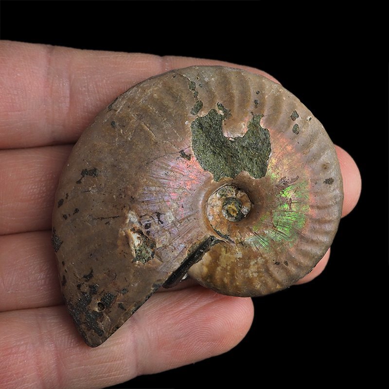 AMONIT Z OPALIZUJĄCĄ SKORUPĄ - 60 mm - 110 MLN LAT - MADAGASKAR