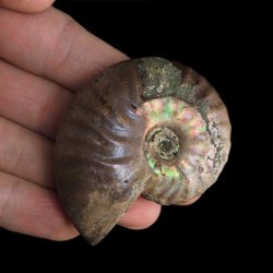 AMONIT Z OPALIZUJĄCĄ SKORUPĄ - 60 mm - 110 MLN LAT - MADAGASKAR