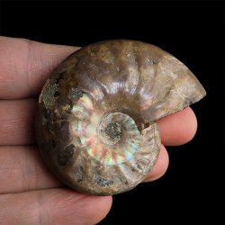 AMONIT Z OPALIZUJĄCĄ SKORUPĄ - 60 mm - 110 MLN LAT - MADAGASKAR