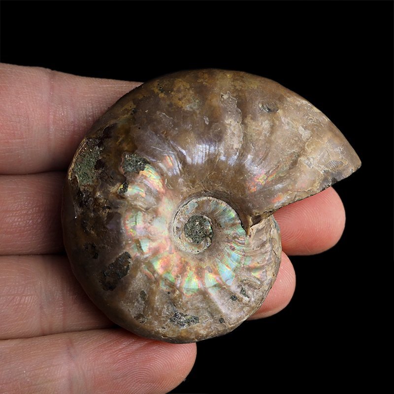 AMONIT Z OPALIZUJĄCĄ SKORUPĄ - 60 mm - 110 MLN LAT - MADAGASKAR