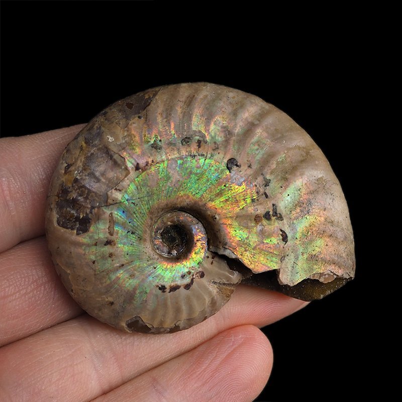 AMONIT Z OPALIZUJĄCĄ SKORUPĄ - 59 mm - 110 MLN LAT - MADAGASKAR
