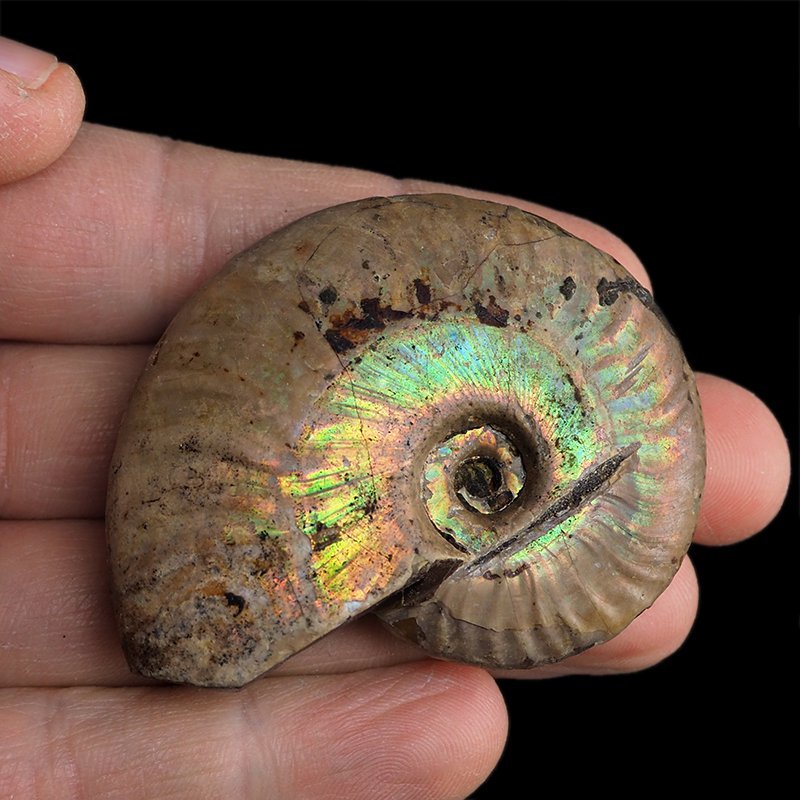 AMONIT Z OPALIZUJĄCĄ SKORUPĄ - 59 mm - 110 MLN LAT - MADAGASKAR