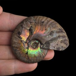 AMONIT Z OPALIZUJĄCĄ SKORUPĄ - 62 mm - 110 MLN LAT - MADAGASKAR