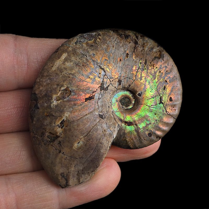 AMONIT Z OPALIZUJĄCĄ SKORUPĄ - 62 mm - 110 MLN LAT - MADAGASKAR