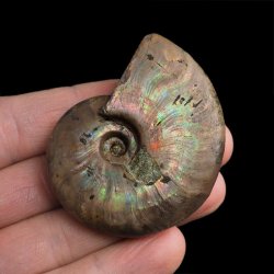 AMONIT Z OPALIZUJĄCĄ SKORUPĄ - 55 mm - 110 MLN LAT - MADAGASKAR