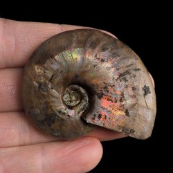 AMONIT Z OPALIZUJĄCĄ SKORUPĄ - 55 mm - 110 MLN LAT - MADAGASKAR