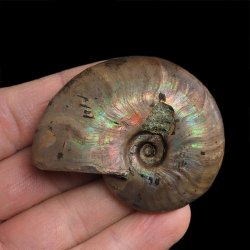 AMONIT Z OPALIZUJĄCĄ SKORUPĄ - 55 mm - 110 MLN LAT - MADAGASKAR