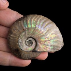 AMONIT Z OPALIZUJĄCĄ SKORUPĄ - 67 mm - 110 MLN LAT - MADAGASKAR