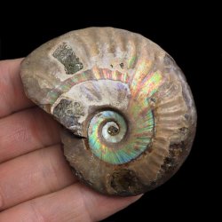 AMONIT Z OPALIZUJĄCĄ SKORUPĄ - 67 mm - 110 MLN LAT - MADAGASKAR