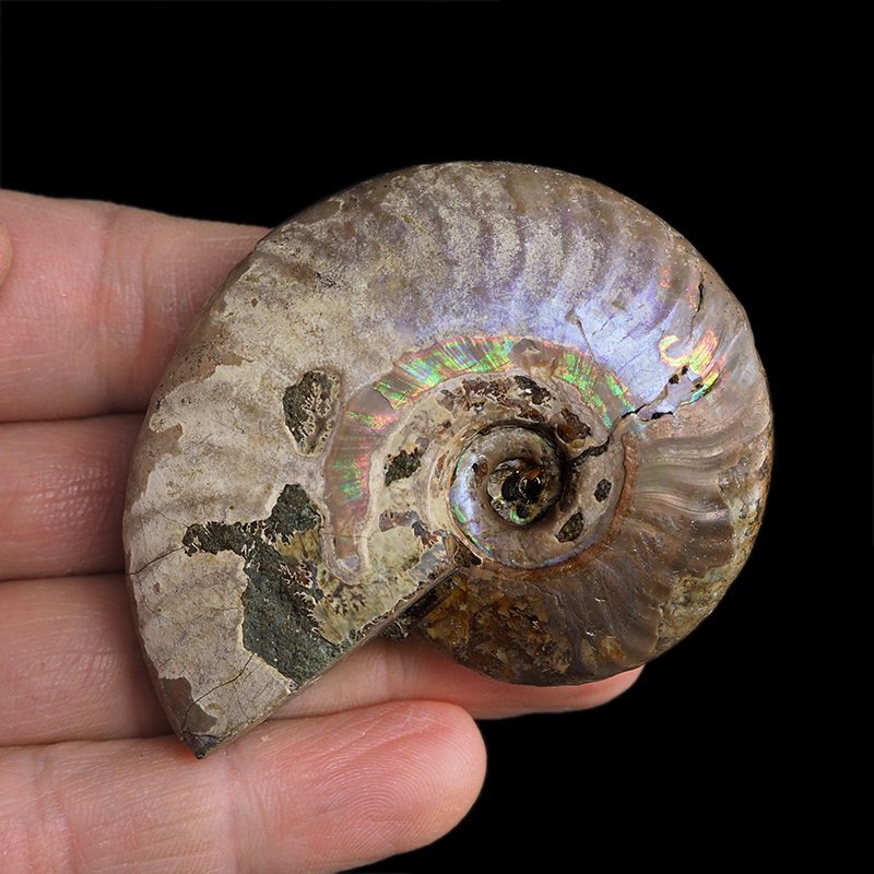 AMONIT Z OPALIZUJĄCĄ SKORUPĄ - 66 mm - 110 MLN LAT - MADAGASKAR