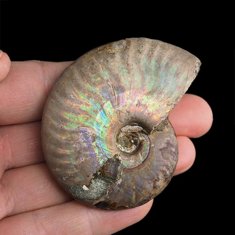 AMONIT Z OPALIZUJĄCĄ SKORUPĄ - 66 mm - 110 MLN LAT - MADAGASKAR