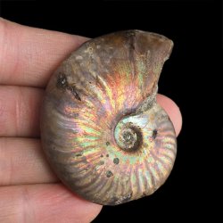 AMONIT Z OPALIZUJĄCĄ SKORUPĄ - 55 mm - 110 MLN LAT - MADAGASKAR