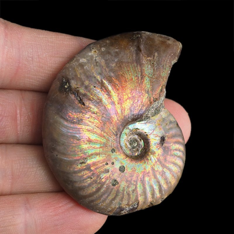 AMONIT Z OPALIZUJĄCĄ SKORUPĄ - 55 mm - 110 MLN LAT - MADAGASKAR