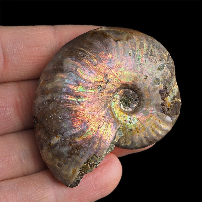 AMONIT Z OPALIZUJĄCĄ SKORUPĄ - 55 mm - 110 MLN LAT - MADAGASKAR