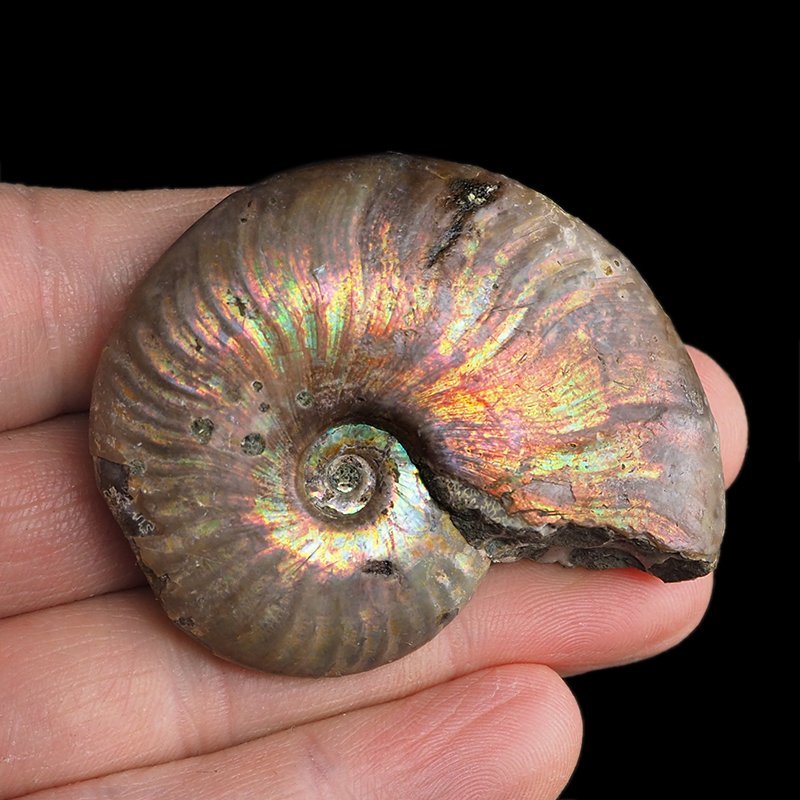 AMONIT Z OPALIZUJĄCĄ SKORUPĄ - 55 mm - 110 MLN LAT - MADAGASKAR