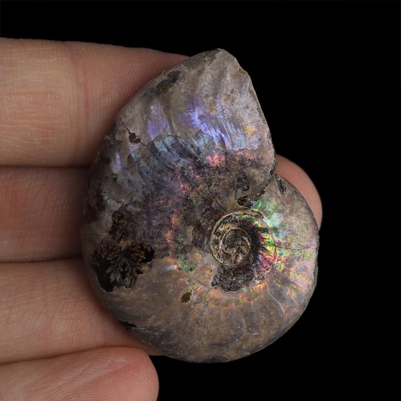 AMONIT Z OPALIZUJĄCĄ SKORUPĄ - 44 mm - 110 MLN LAT - MADAGASKAR