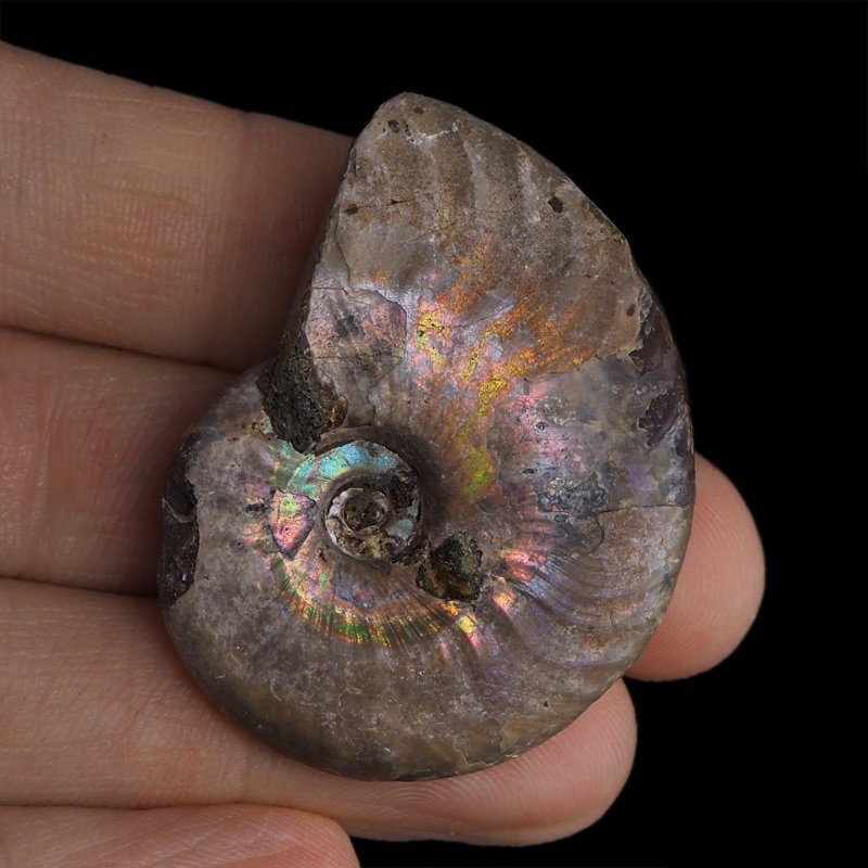 AMONIT Z OPALIZUJĄCĄ SKORUPĄ - 44 mm - 110 MLN LAT - MADAGASKAR