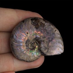 AMONIT Z OPALIZUJĄCĄ SKORUPĄ - 44 mm - 110 MLN LAT - MADAGASKAR