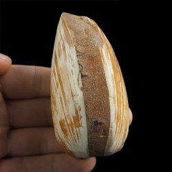 SKAMIENIAŁY MAŁŻ - 83 mm - JURA ŚRODKOWA (160 MLN LAT) - MADAGASKAR