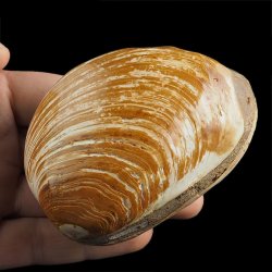 SKAMIENIAŁY MAŁŻ - 83 mm - JURA ŚRODKOWA (160 MLN LAT) - MADAGASKAR