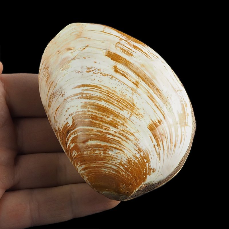 SKAMIENIAŁY MAŁŻ - 83 mm - JURA ŚRODKOWA (160 MLN LAT) - MADAGASKAR