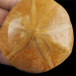 SKAMIENIAŁY JEŻOWIEC Clypeus sp. - 72 mm - JURA ŚRODKOWA (160 MLN LAT) - MADAGASKAR