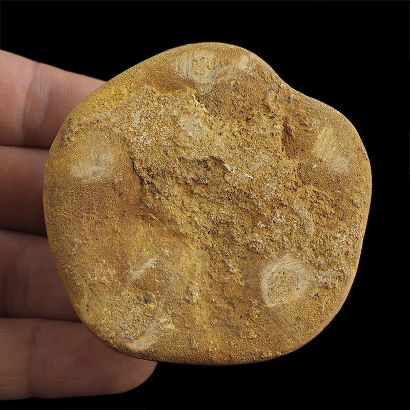 SKAMIENIAŁY JEŻOWIEC Clypeus sp. - 66 mm - JURA ŚRODKOWA (160 MLN LAT) - MADAGASKAR