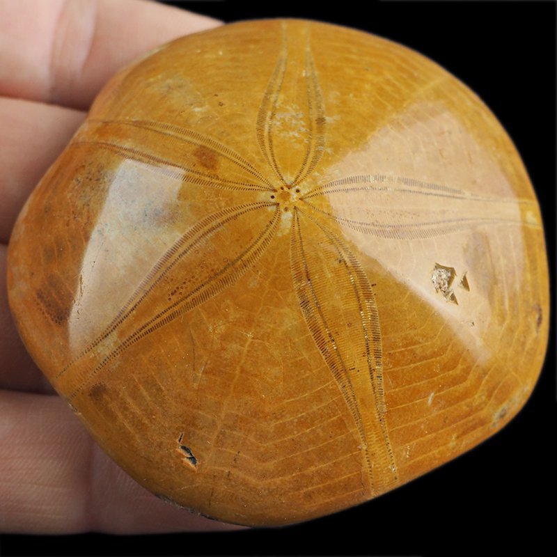 SKAMIENIAŁY JEŻOWIEC Clypeus sp. - 66 mm - JURA ŚRODKOWA (160 MLN LAT) - MADAGASKAR