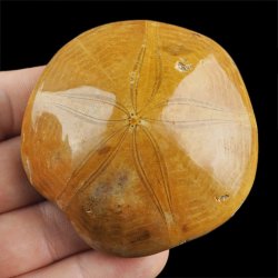 SKAMIENIAŁY JEŻOWIEC Clypeus sp. - 66 mm - JURA ŚRODKOWA (160 MLN LAT) - MADAGASKAR