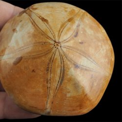 SKAMIENIAŁY JEŻOWIEC Clypeus sp. - 73 mm - JURA ŚRODKOWA (160 MLN LAT) - MADAGASKAR