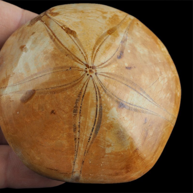 SKAMIENIAŁY JEŻOWIEC Clypeus sp. - 73 mm - JURA ŚRODKOWA (160 MLN LAT) - MADAGASKAR