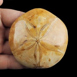 SKAMIENIAŁY JEŻOWIEC Clypeus sp. - 73 mm - JURA ŚRODKOWA (160 MLN LAT) - MADAGASKAR