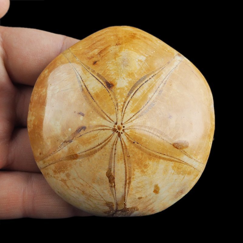 SKAMIENIAŁY JEŻOWIEC Clypeus sp. - 73 mm - JURA ŚRODKOWA (160 MLN LAT) - MADAGASKAR