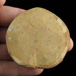 SKAMIENIAŁY JEŻOWIEC Clypeus sp. - 63 mm - JURA ŚRODKOWA (160 MLN LAT) - MADAGASKAR