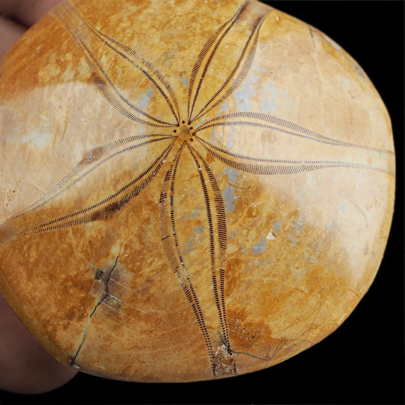 SKAMIENIAŁY JEŻOWIEC Clypeus sp. - 63 mm - JURA ŚRODKOWA (160 MLN LAT) - MADAGASKAR